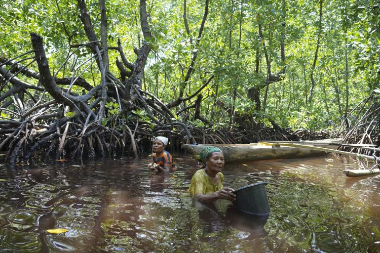 Papuan women’s mangrove forest in Indonesia is increasingly threatened ...